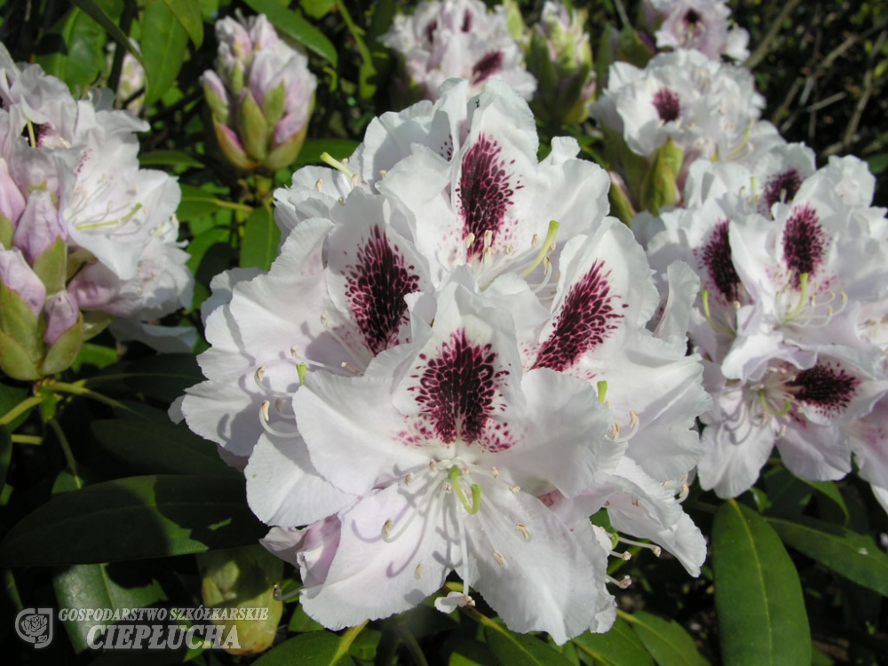 Рододендрон гибридный Калсап